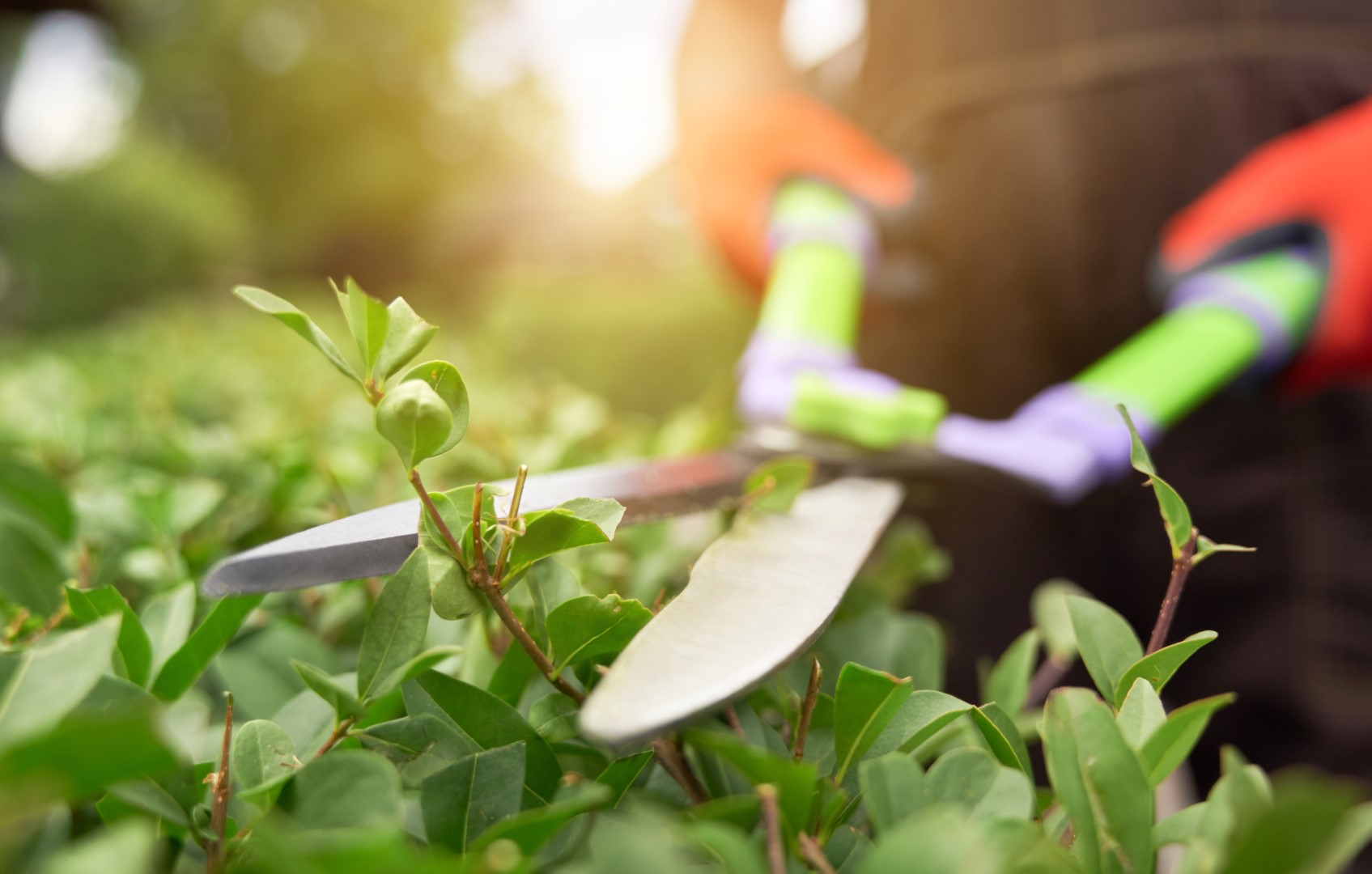 Pruning shears